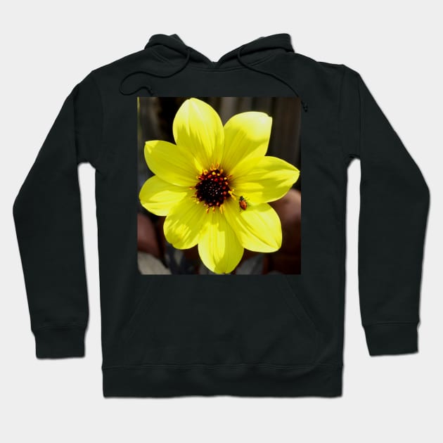 Yellow Dahlia Flower with Ladybug Hoodie by Scubagirlamy